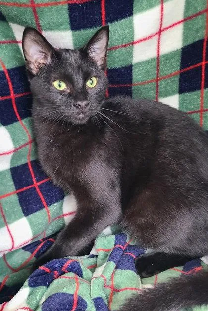 A young large-sized male Domestic Short Hair cat named 7220 (Monte) for adoption in Lake City, MI