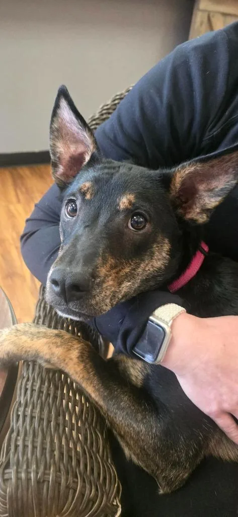 A baby small-sized female Labrador Retriever dog named Josie for adoption in Mesa, AZ