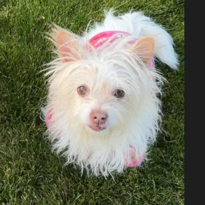 A senior medium-sized female White / Cream Terrier dog named Tip for adoption in Carlin, NV