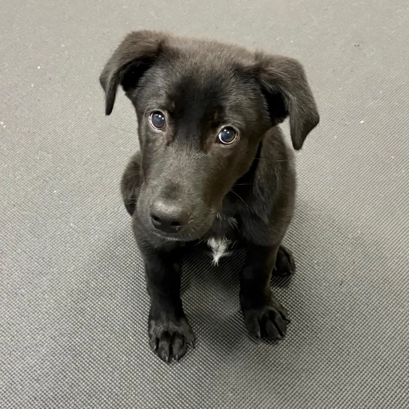A baby small-sized male Black Mixed Breed dog named Leonardo for adoption in Westhampton, NY