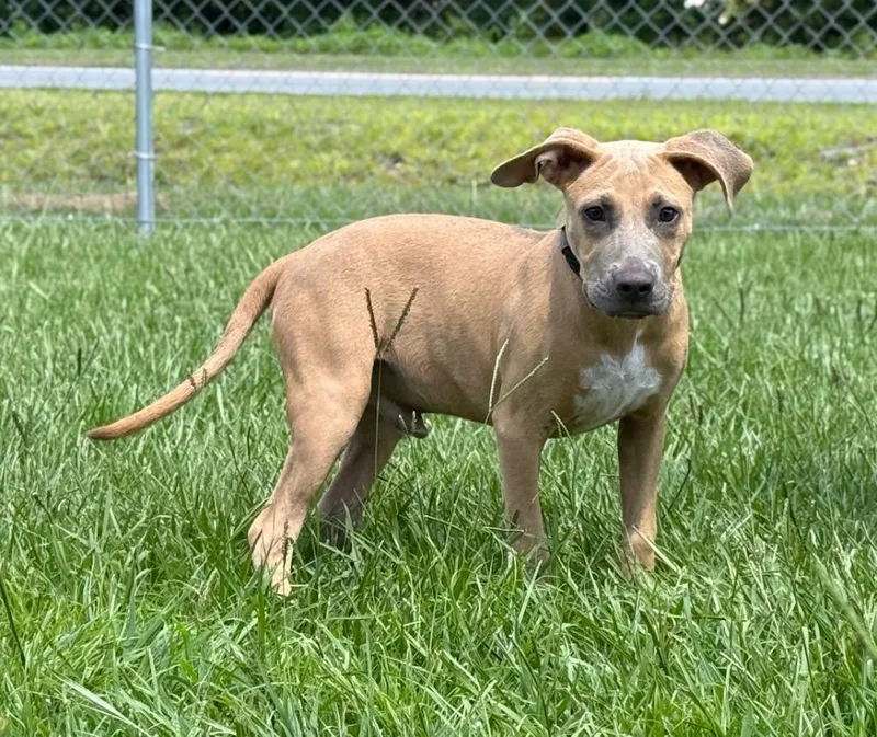 A baby medium-sized male Mixed Breed dog named Astro for adoption in Kingsland, GA