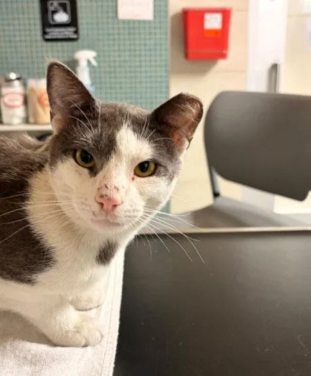 A young medium-sized male Gray & White Domestic Short Hair cat named Bitty Bigmouth for adoption in Brooklyn, NY