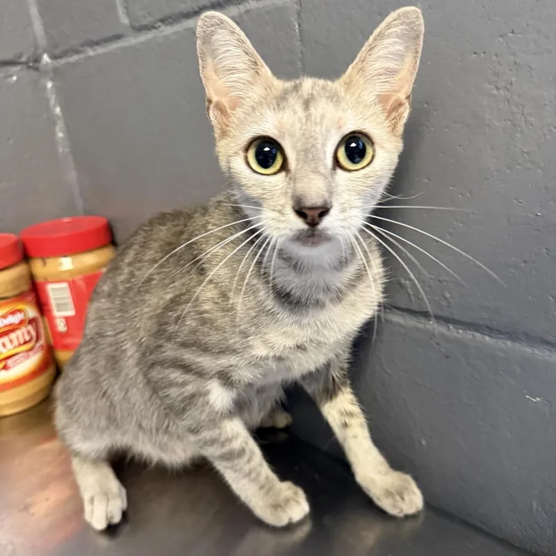 An adult medium-sized female Gray / Blue / Silver Domestic Short Hair cat named Vulpix for adoption in Tuscaloosa, AL