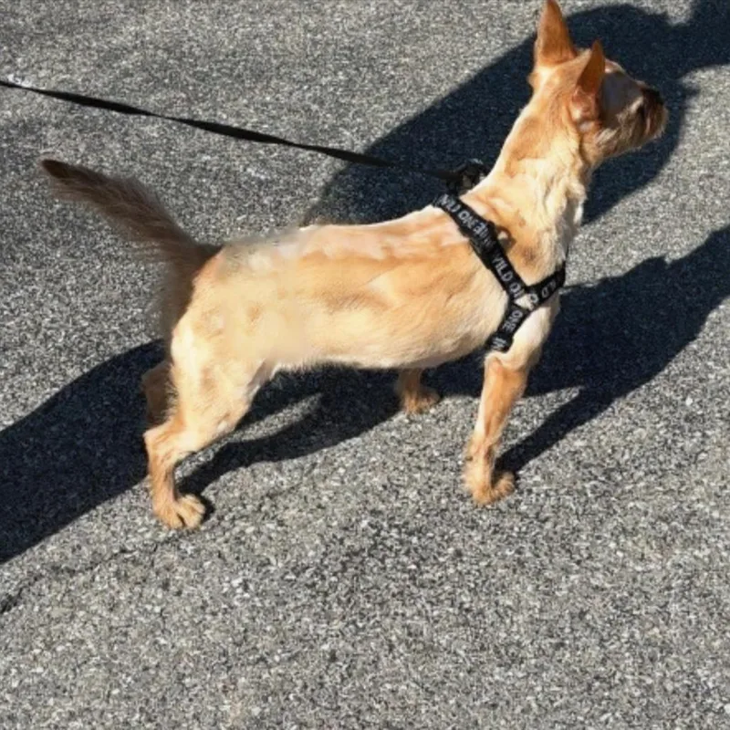 An adult small-sized female Yellow / Tan / Blond / Fawn Mixed Breed dog named Ruby for adoption in Wappingers Falls, NY