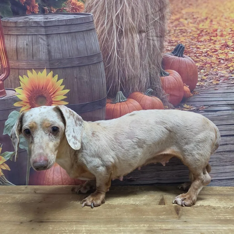 An adult small-sized female White / Cream Dachshund dog named Nina for adoption in Normal, IL