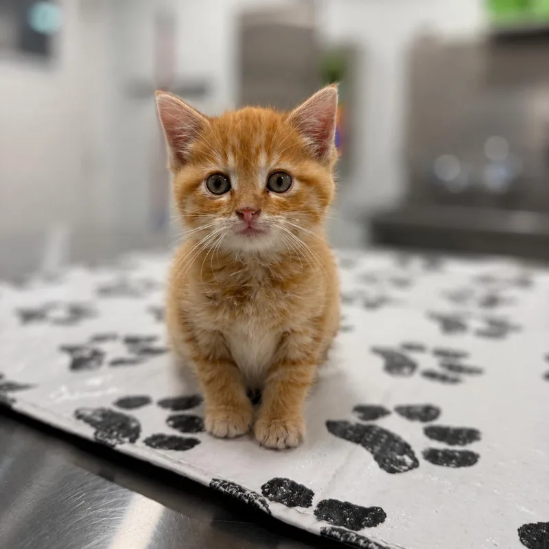 A baby small-sized male Orange / Red Domestic Short Hair cat named Sun for adoption in St. Louis, MO