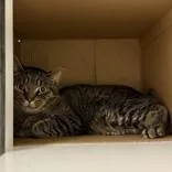 An adult medium-sized male Domestic Short Hair cat named Leonard for adoption in Hilliard, OH