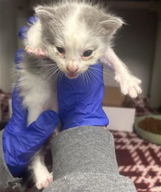 A baby large-sized male Domestic Short Hair cat named Nami for adoption in Dallas, TX