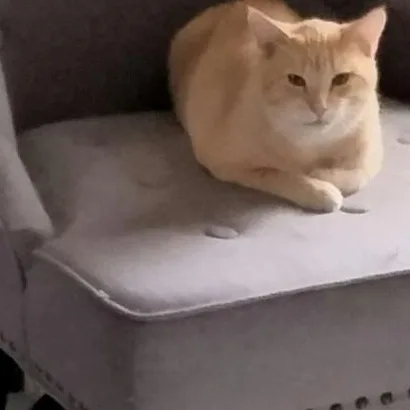 An adult medium-sized male Orange / Red Domestic Short Hair cat named Captain for adoption in Warr Acres, OK