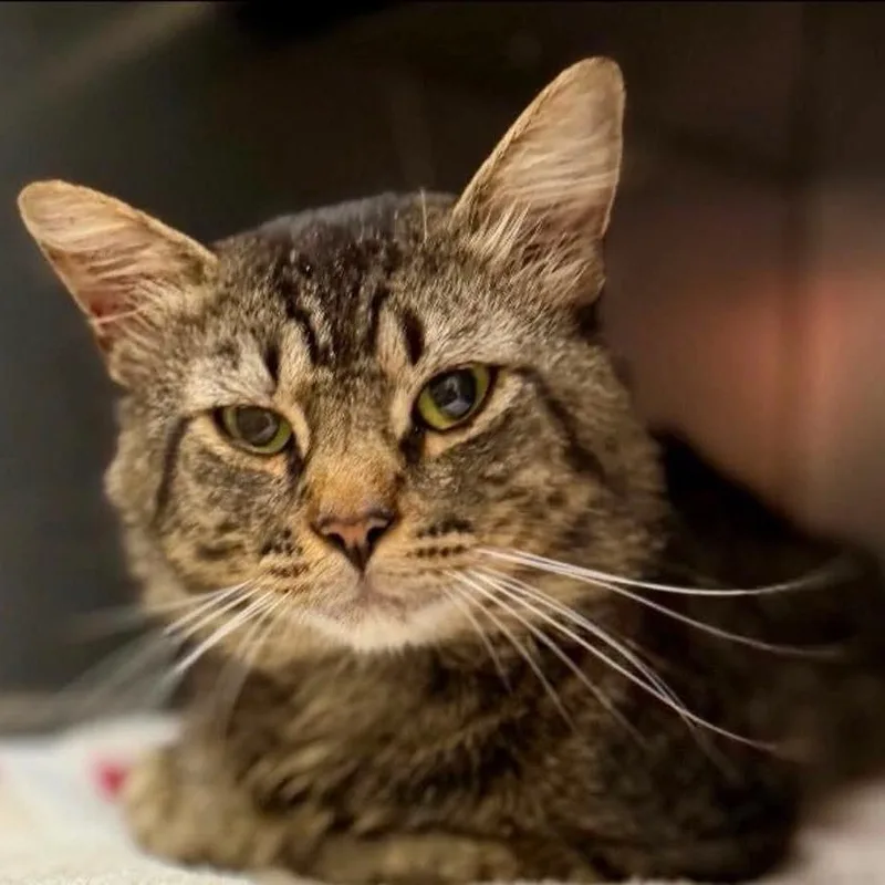 An adult small-sized male Brown / Chocolate Domestic Medium Hair cat named Nermal for adoption in Frederick, MD