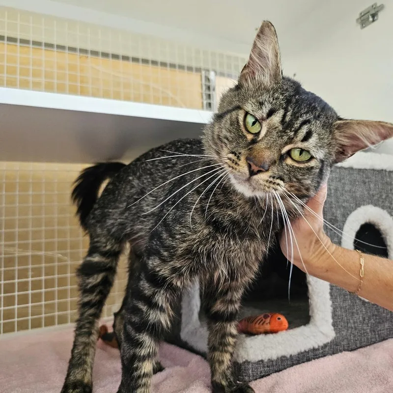 Nermal thumbnail 2