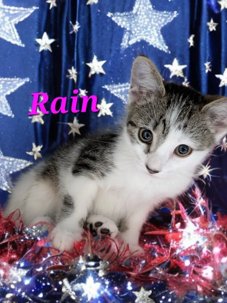 A baby small-sized female Domestic Short Hair cat named Rain for adoption in Jim Thorpe, PA