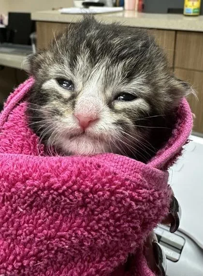 A young small-sized female Domestic Medium Hair cat named Wubbzy for adoption in Phoenix, AZ