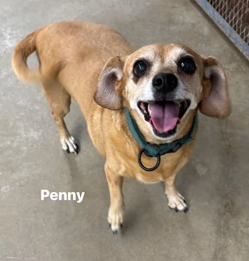 A senior small-sized female Chiweenie dog named Penny for adoption in Glenpool, OK