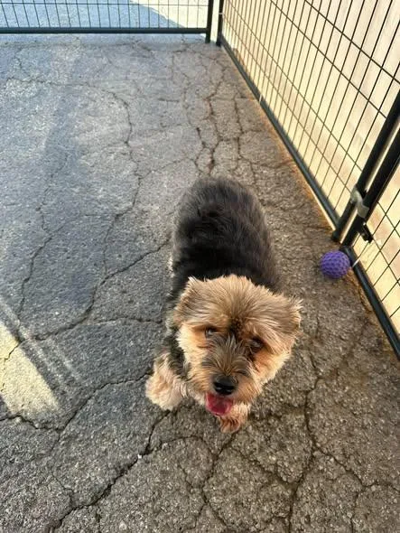 An adult small-sized male Gray / Blue / Silver Yorkshire Terrier dog named Duke for adoption in Broken Arrow, OK
