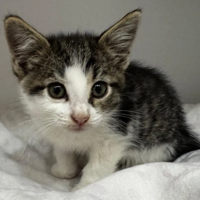 A baby small-sized female Domestic Short Hair cat named Wynn for adoption in Defiance, OH