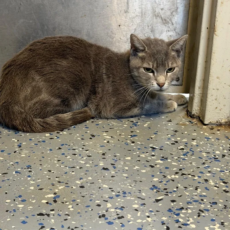 An adult medium-sized female Gray / Blue / Silver Domestic Short Hair cat named Strawberry Shortcake for adoption in Tuscaloosa, AL