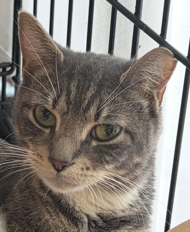 An adult medium-sized female Tabby (Gray / Blue / Silver) Domestic Short Hair cat named Misses Puff for adoption in Southold, NY