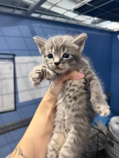A baby small-sized female Domestic Short Hair cat named Matilda for adoption in San Bernardino, CA