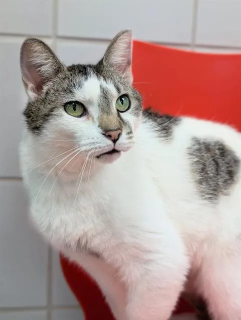A young medium-sized male Domestic Short Hair cat named Pork Chop for adoption in Canfield, OH