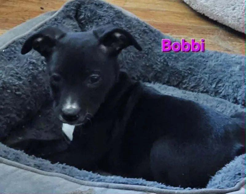 A baby medium-sized female Tricolor (Brown, Black, & White) Catahoula Leopard Dog dog named Bobbi for adoption in Peoria, IL