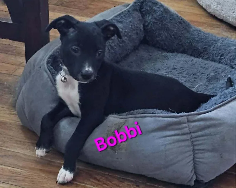 Bobbi thumbnail 2