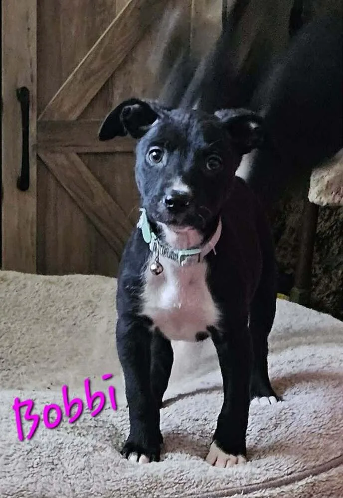 Bobbi thumbnail 3