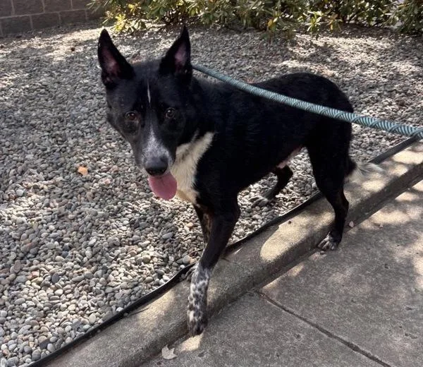 An adult large-sized male German Shepherd Dog dog named Lucky for adoption in Vancouver, WA