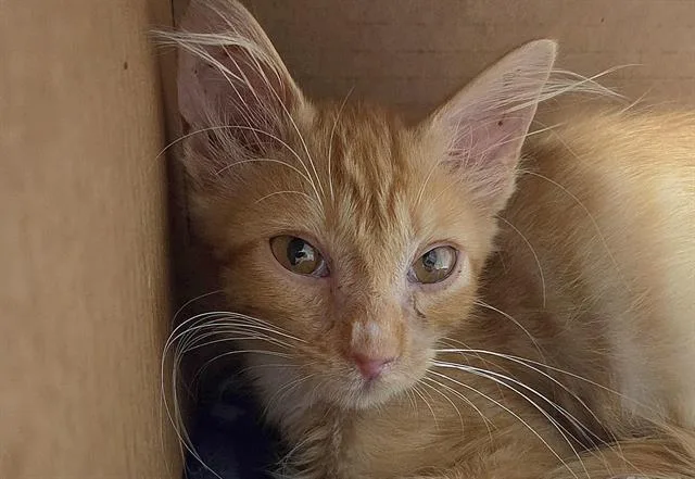 A baby small-sized male Domestic Short Hair cat named Cromwell for adoption in Tucson, AZ