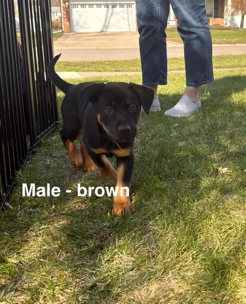 A baby large-sized male Rottweiler dog named Caprino for adoption in New Baltimore, MI