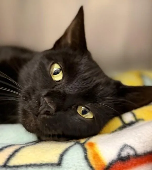 An adult medium-sized female Domestic Short Hair cat named Buddah for adoption in Walnut Creek, CA