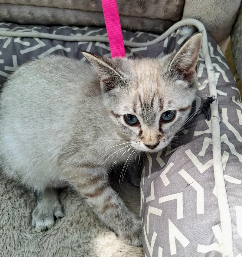 A baby medium-sized female Cream / Ivory Siamese cat named Jesula ORT for adoption in Missouri City, TX