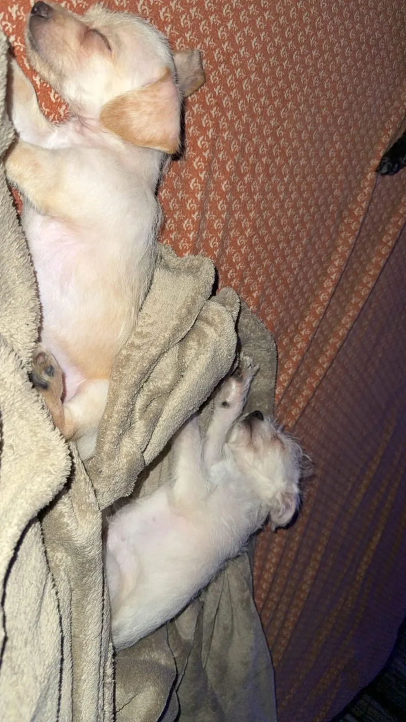 Coconut thumbnail 2
