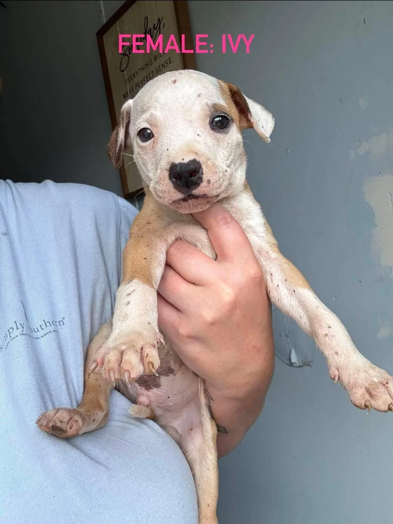 A baby medium-sized female Mixed Breed dog named Ivy for adoption in Stephens City, VA