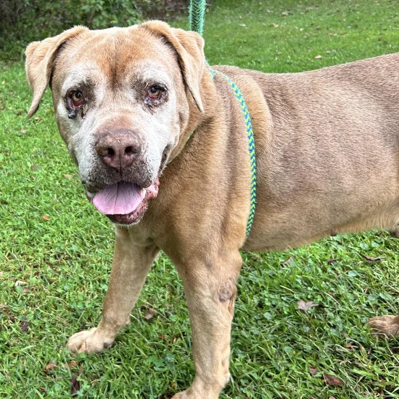 A senior large-sized male Yellow / Tan / Blond / Fawn Labrador Retriever dog named Fat Boy for adoption in Newport, NC
