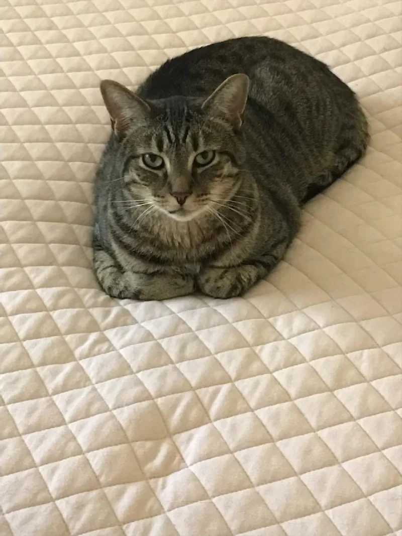 An adult large-sized male Domestic Short Hair cat named Buddy Courtesy Listing for adoption in Rootstown, OH