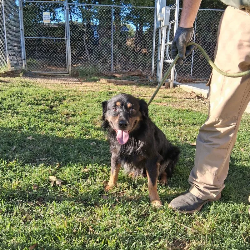 An adult medium-sized male Australian Shepherd dog named Jack for adoption in Denison, TX