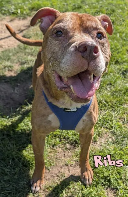 A senior large-sized male Pit Bull Terrier dog named Ribs for adoption in Mason, MI