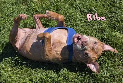 Ribs thumbnail 2