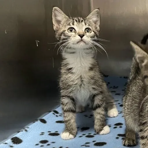 A baby small-sized female Gray / Blue / Silver Domestic Short Hair cat named Monica in Burke for adoption in Alexandria, VA