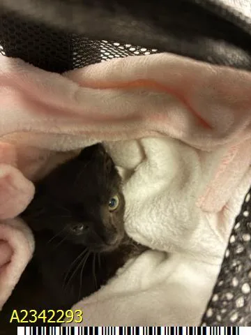 A baby small-sized female Domestic Short Hair cat named Fergie for adoption in West Palm Beach, FL