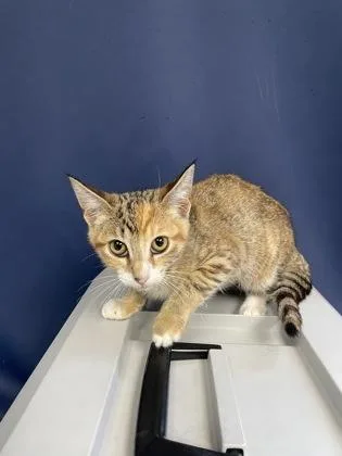 A baby small-sized female Domestic Short Hair cat named Cassie for adoption in Houston, TX