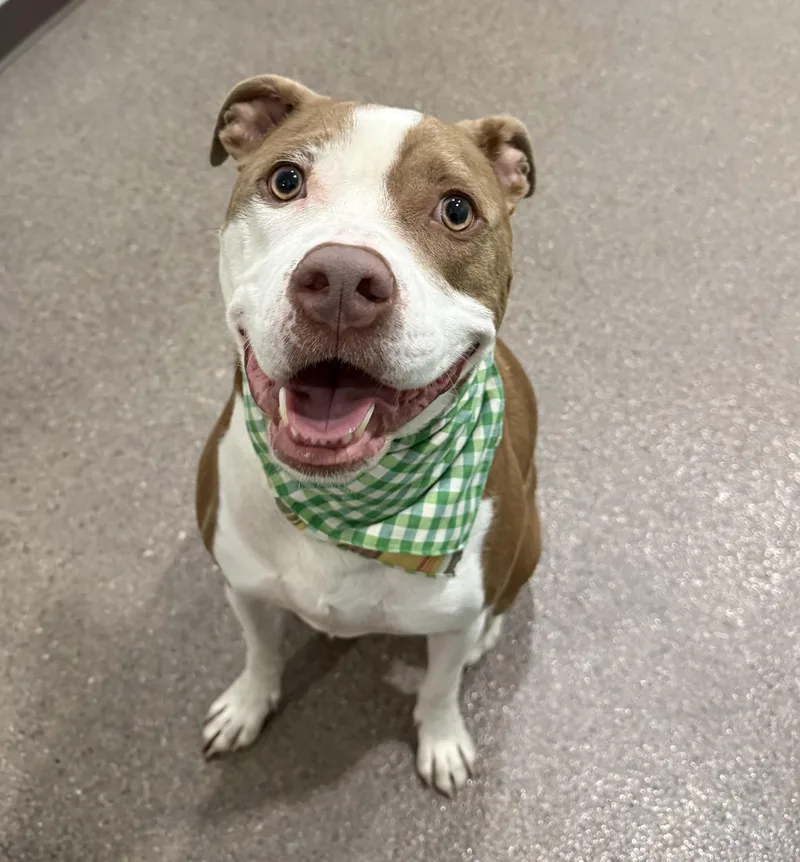 An adult large-sized male Pit Bull Terrier dog named Blu for adoption in Sault Sainte Marie, MI