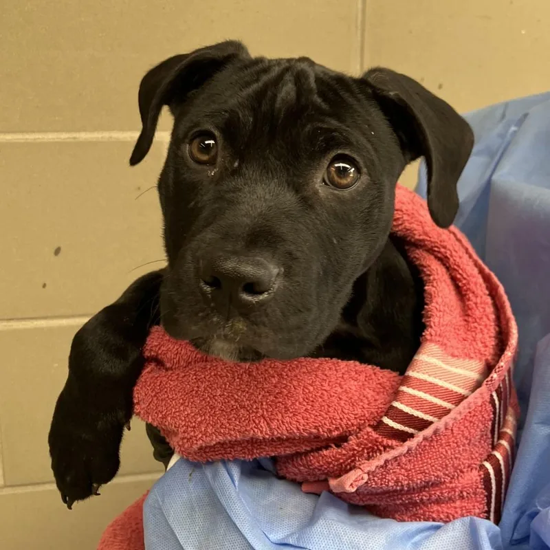 A baby medium-sized male Black Mixed Breed dog named Moonstone for adoption in Washington Township, OH