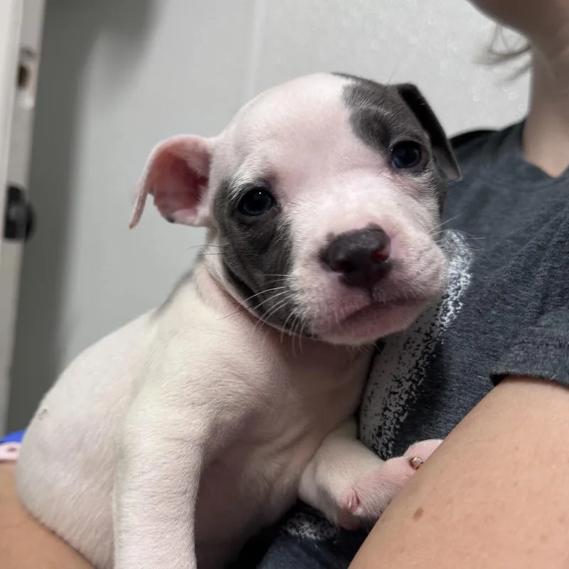A baby small-sized female Gray / Blue / Silver Mixed Breed dog named Ichiran for adoption in Troy, IL