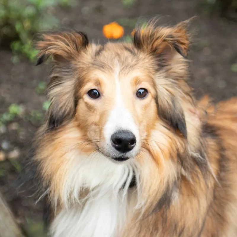 Lassie