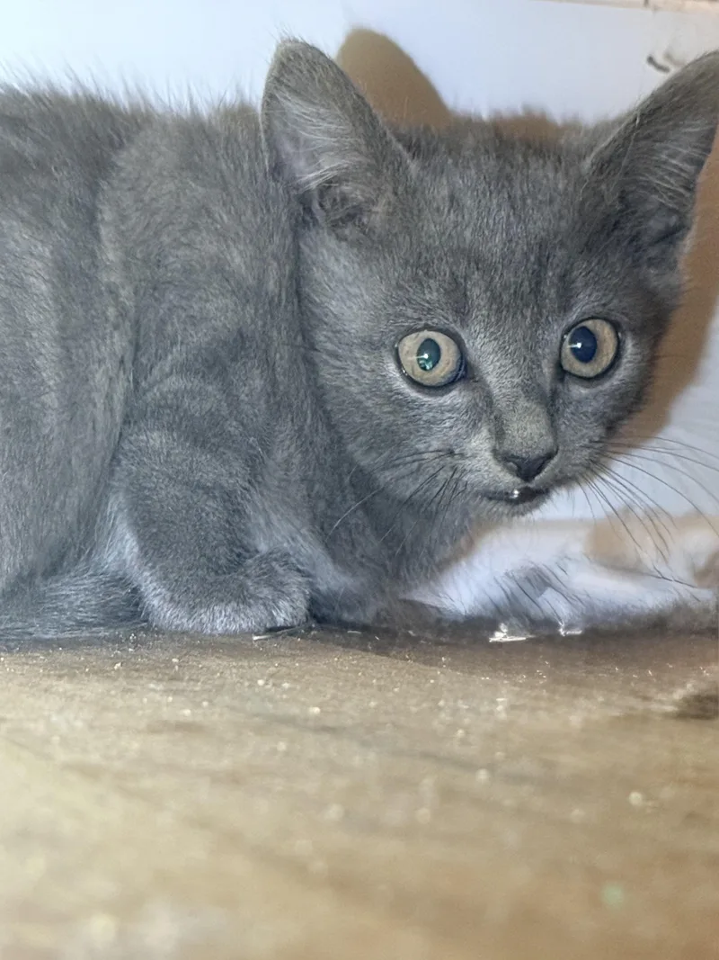 A baby small-sized male Domestic Short Hair cat named Willie for adoption in Goodlettsville, TN