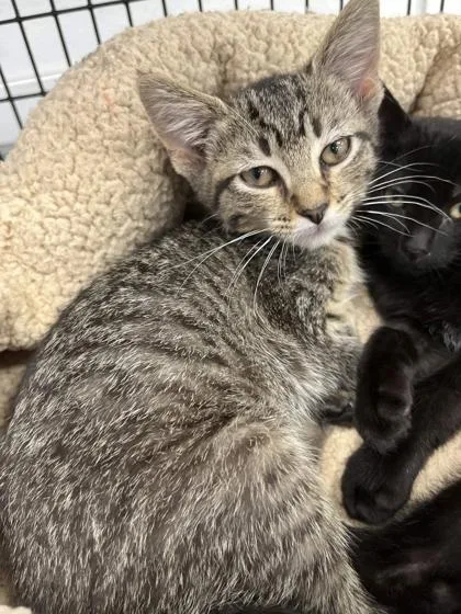 A baby small-sized female Domestic Short Hair cat named Eve for adoption in Mount Pleasant, IA