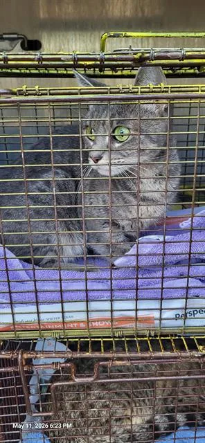 A young medium-sized female Domestic Short Hair cat named Charlie for adoption in San Antonio, TX