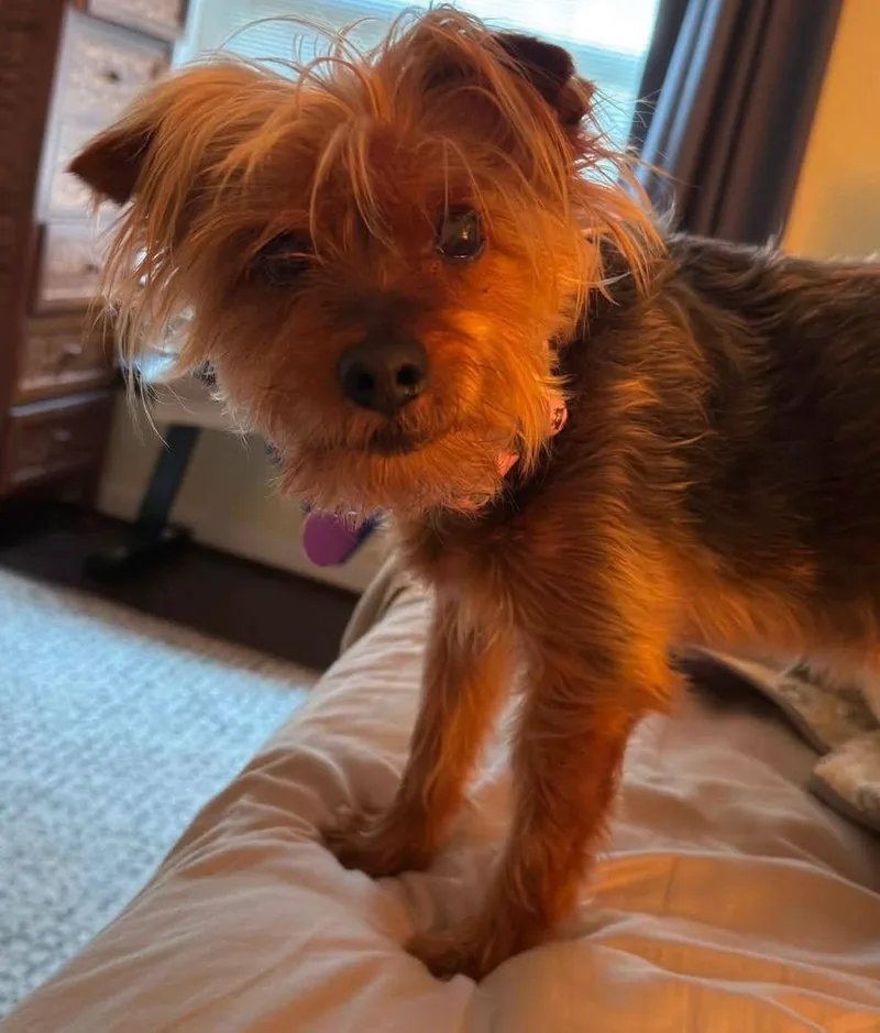 A senior small-sized female Bicolor Yorkshire Terrier dog named Talia for adoption in Rockville, MD